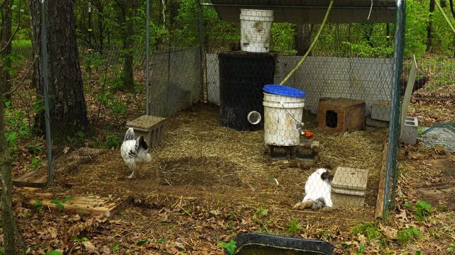 Super time lapse of two white rabbits held in small enclosure next to woods alongside one young hen - this chicken was bulled and injured by other birds and now is taking refuge