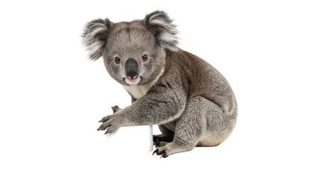 Adorable Koala Bear on White.