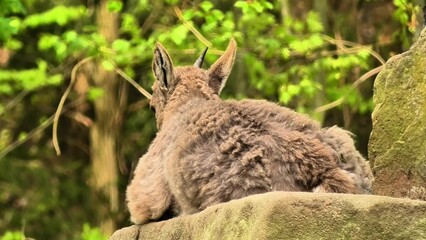 A calm lynx with elegant fur rests on a mossy rock in a tranquil forest, showcasing natures beauty