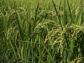 Ready to harvest paddy
