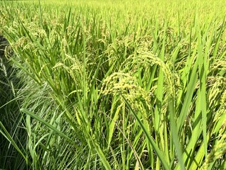 Ready to harvest paddy