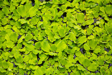Dense cluster of Pistia (water lettuce) floating on the pond surface.