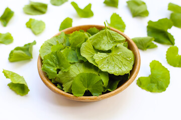 Gotu kola, fresh green leaves known for their medicinal properties in boosting memory and promoting healthy skin.