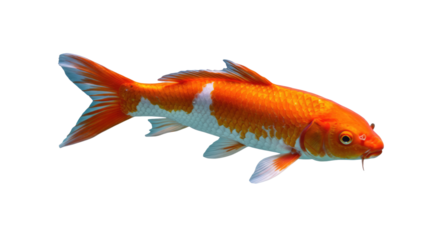 Beautiful Orange and White Koi Fish 1.