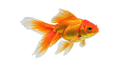 Beautiful Orange Goldfish on White.