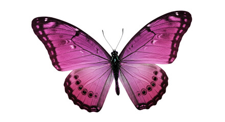 Obraz premium Beautiful Purple Butterfly Isolated on White.