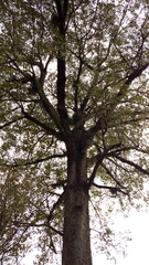 Silhouette of a large, towering rain tree