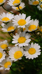 Daisies in full bloom under the spring sun