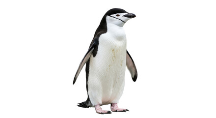 Obraz premium Chinstrap Penguin Isolated on White.
