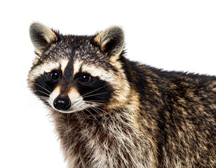 Fototapeta premium Side View Headshot of Raccoon with Calm Expression, Transparent Background PNG