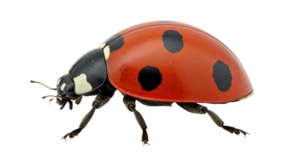 Closeup of a Ladybug on White Background.