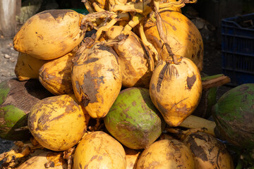 Close-up photo of coconuts freshly picked from the palm tree in the morning