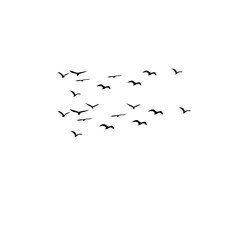 flock of seagulls__birds flying symbol.Flock of birds freedom concept vector
