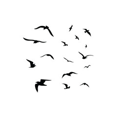 flock of birds