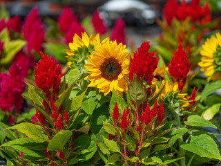 Close-up photo of blooming sunflowers in early summer