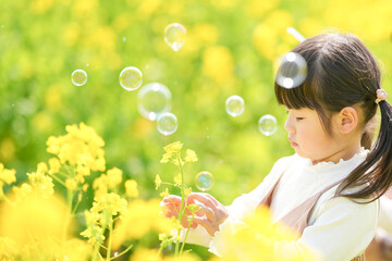 A 3-year-old Japanese girl with twin tails is playing with soap bubbles in a blooming rapeseed...