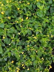 Mirabilis jalapa, also known as the four o'clock flower or marvel of Peru, is popular as an...