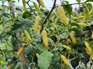 Chilli plants will bear fruit abundantly with proper fertilization.