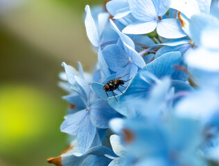 紫陽花に止まるヒメクロバエの雄