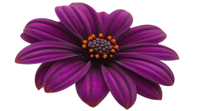 Deep purple daisy with orange center on black background