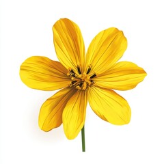 Obraz premium A yellow daisy flower in 2D, white background