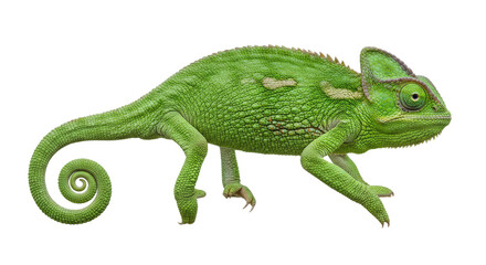 Fototapeta premium Detailed Closeup of a Green Chameleon.