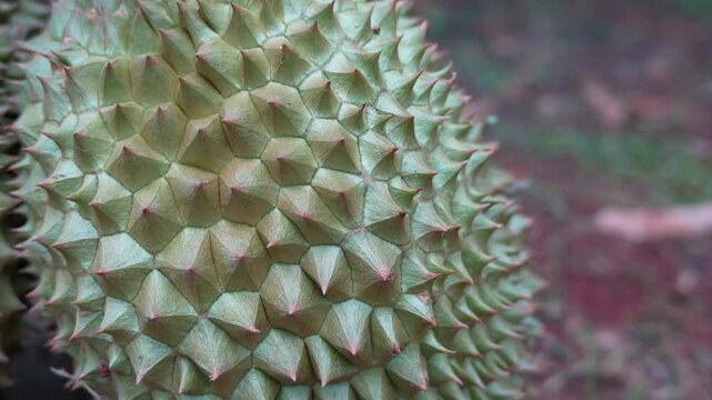 Durian peel pattern, a seasonal tropical fruit, selective focus