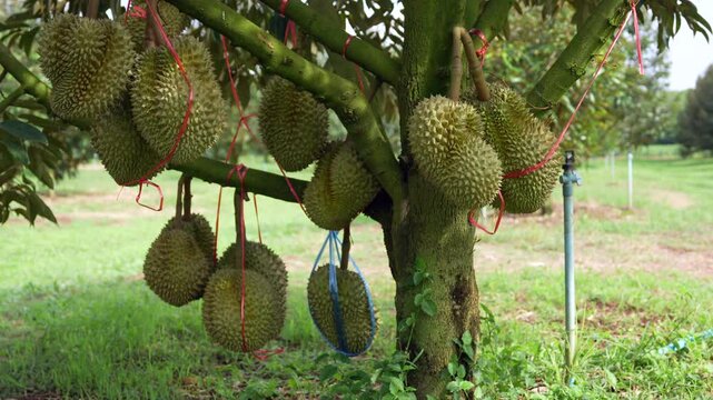 Several durians on the tree, a seasonal fruit grown in volcanic soil in Thailand.