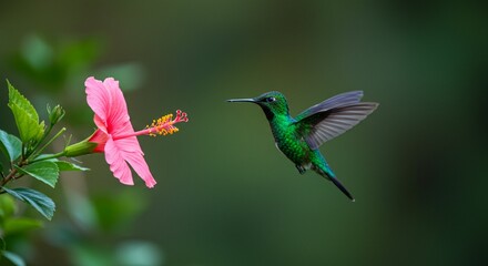 Naklejka premium Hummingbird at hibiscus flower