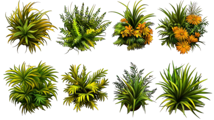 Eight clumps of various plants with vibrant, layered leaves