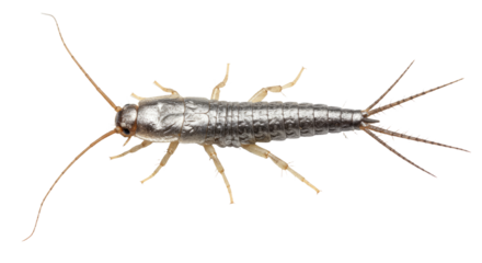 Detailed Closeup of a Silverfish Insect.
