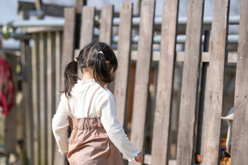 Fototapeta premium A cheerful 3-year-old Japanese girl with twin-tails is spending a sunny spring afternoon in March, feeding green grass to a friendly goat in a quiet countryside field bathed in soft warm sunlight.