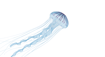 Elegant Jellyfish Floating in the Ocean.