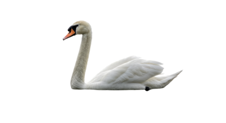 Elegant White Swan in Profile.