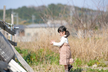 A 3-year-old Japanese girl with twin-tails is playing near a storage area in the grassy field of...