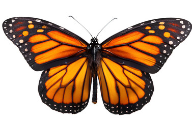 Naklejka premium Monarch butterfly isolated on a transparent background