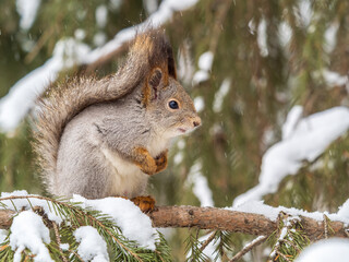 The squirrel sits on a branches without leaves in the winter or autumn