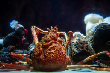 A king crab reminds us that even the smallest creatures can carry great power., Georgia Aquarium, Atlanta, Georgia, United States of America