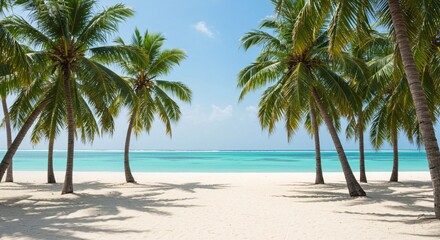 palm trees on the beach background
