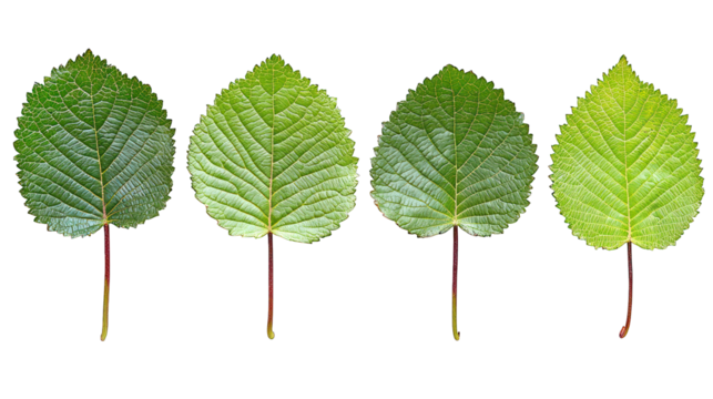 Four leaves in a row, light gradient on dark background