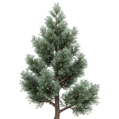 Fototapeta premium A detailed realistic rendering of a coniferous tree with fine needles isolated on transparent background