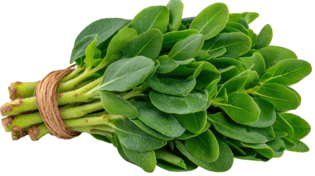 Fresh, green leafy herb bunch, stems tied close