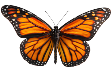 Monarch Butterfly, a flying butterfly isolated on a transparent background