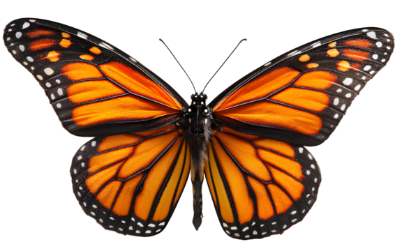 Monarch Butterfly, a flying butterfly isolated on a transparent background