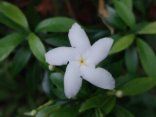 White flower photo. Nature closeup. Floral beauty. Botanical image. Green leaves background. Delicate flower. Stunning nature. Nature photography. Floral details. Serene garden scene.  
