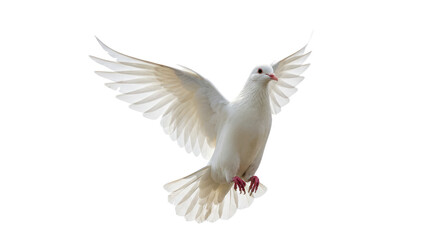 Fototapeta premium White Dove in Flight Against White Background.