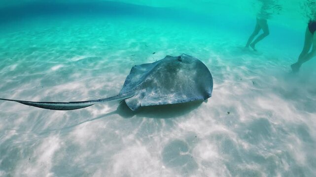 Swim with elegant stingrays in the stunning turquoise waters of the Cayman Islands, surrounded by vibrant marine life and breathtaking scenery, creating unforgettable memories of your adventure