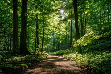 Obraz premium Sunlight breaking through tree canopy, serene forest trail, vibrant green leaves
