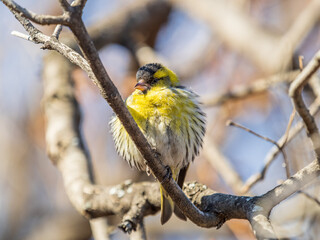 Eurasian siskin male, latin name spinus spinus, sitting on branch of tree. Cute little yellow songbird.