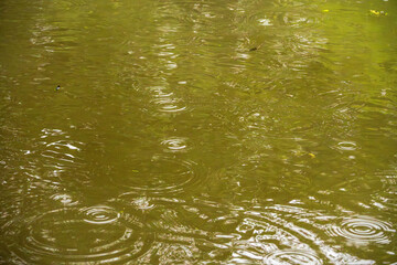 梅雨の雨が水面に波紋を作る19